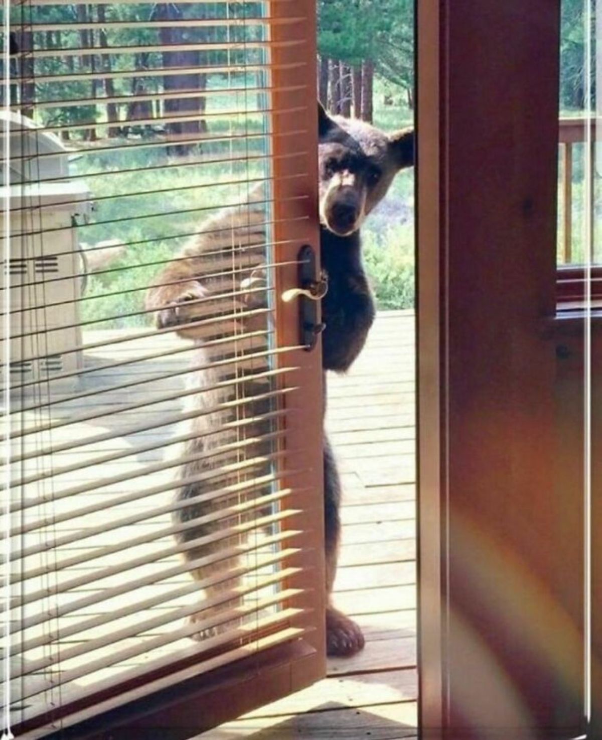 brown bear standing upright opening a door