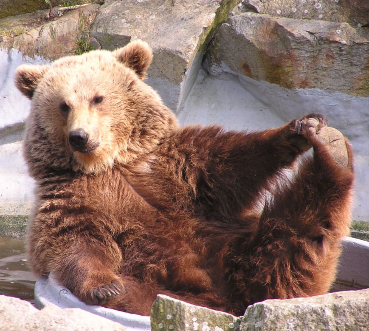 brown bear taking a bath and hold one back paw with a front paw