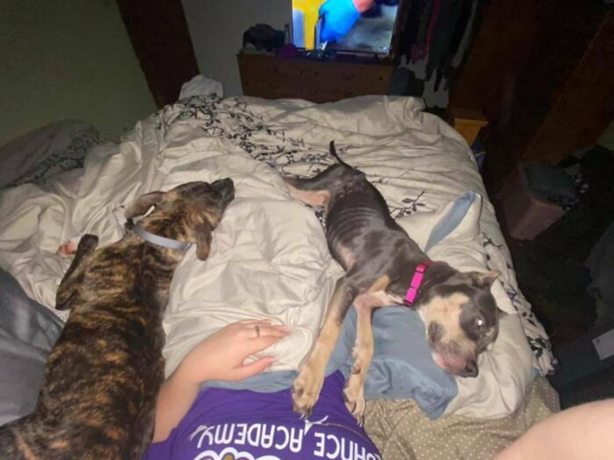 brown black and white dog and thin brown pitbull sleeping on a white bed
