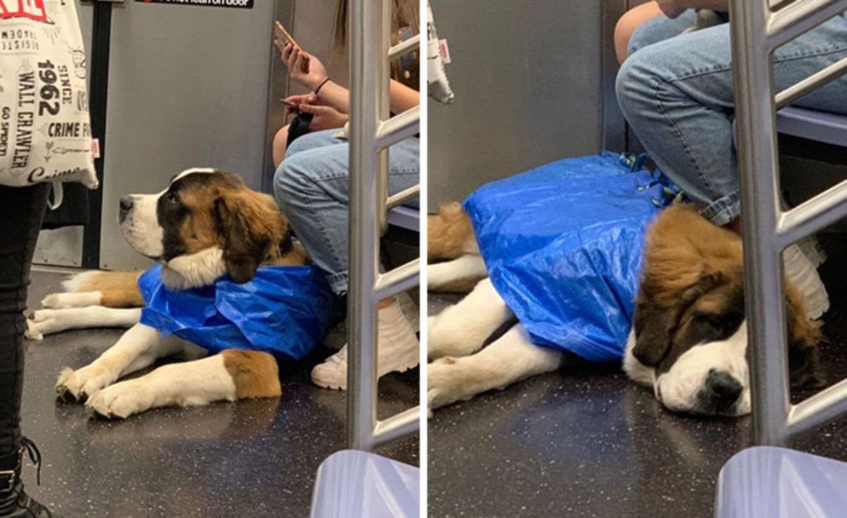 brown black and white dog sitting on the floor of public transport wearing a blue ikea bag with its head and legs sticking out