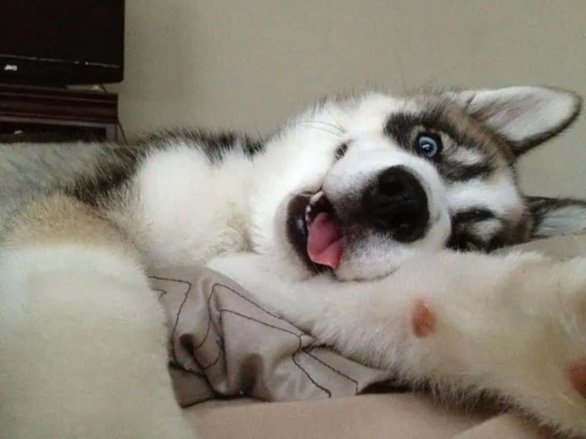 brown black and white husky puppy laying on a bed with the mouth open and tongue sticking out slightly