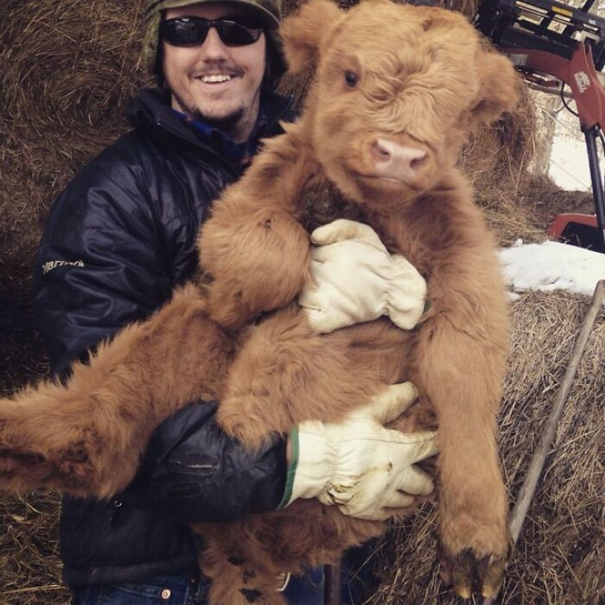 brown calf being held by a man