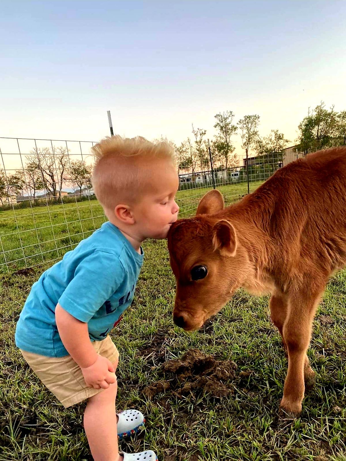 brown calf getting kissed on the head by a little boy