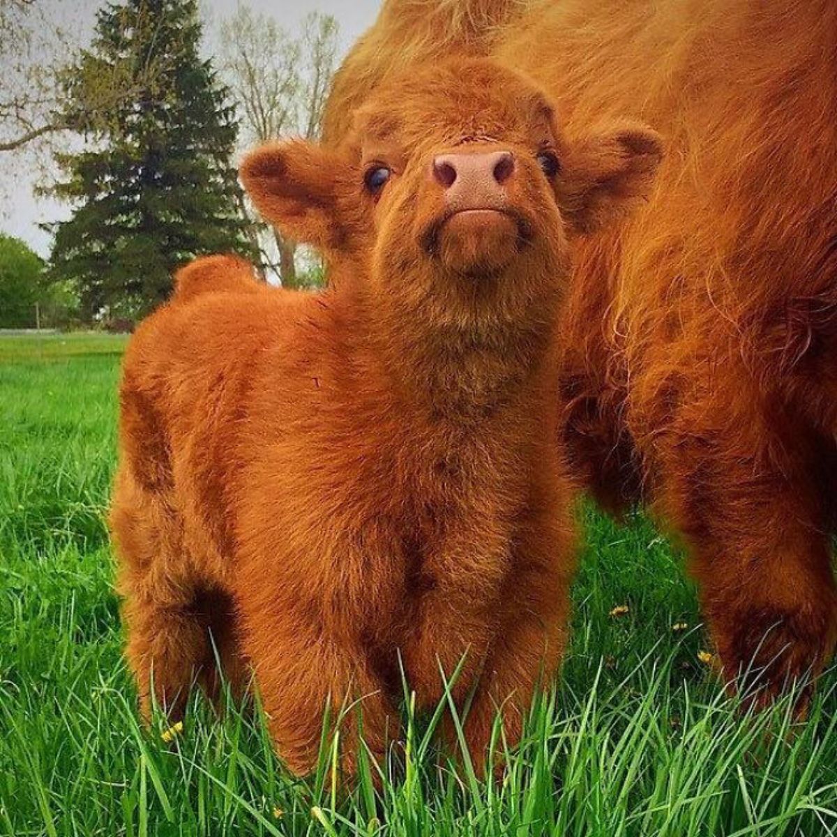 brown calf next to a brown cow