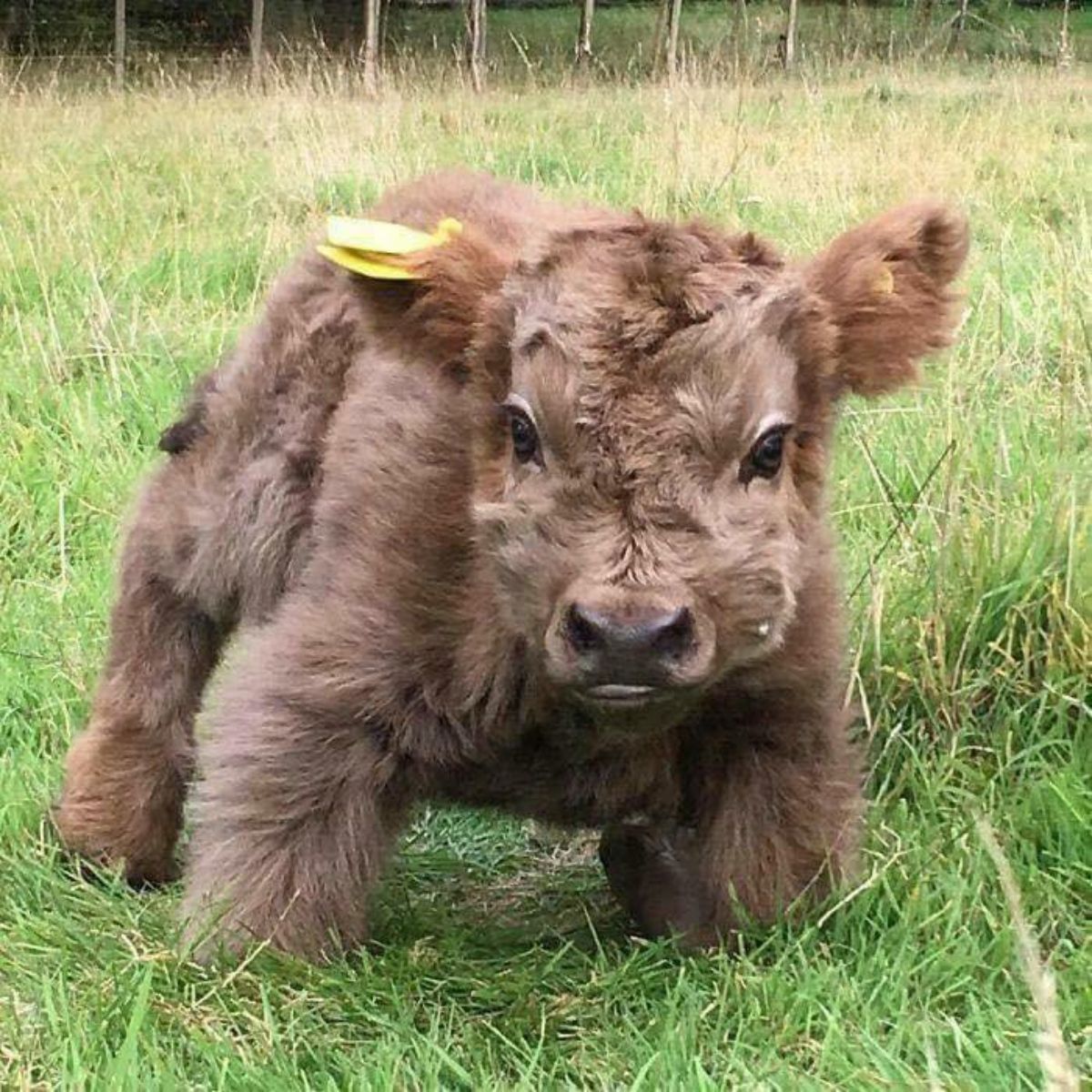 brown calf standing on grass