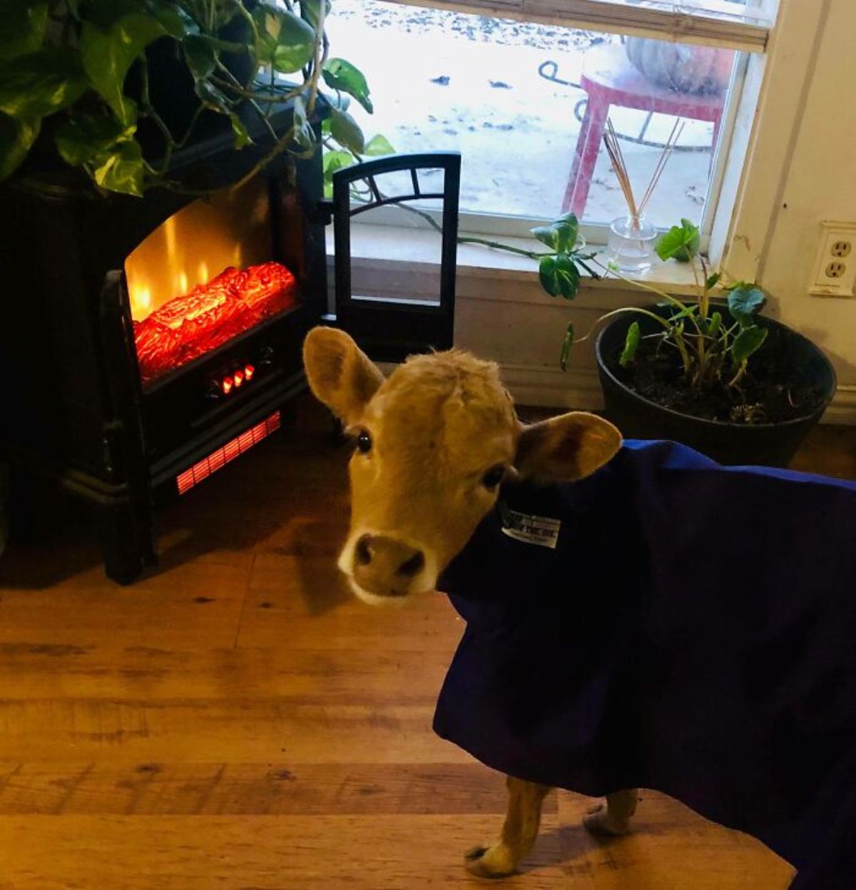 brown calf wearing a red sweater inside a house in front of a fireplace