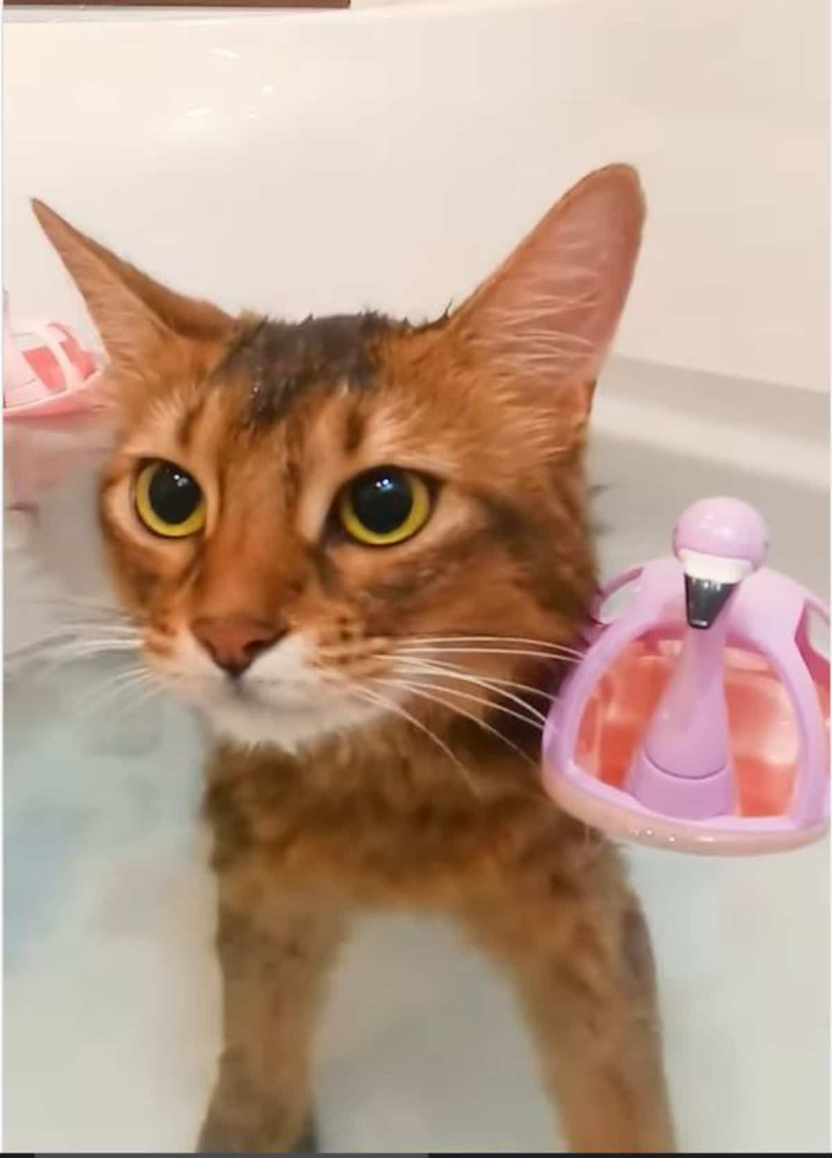 brown cat in a water-filled bathtub next to a plastic purple flamingo toy