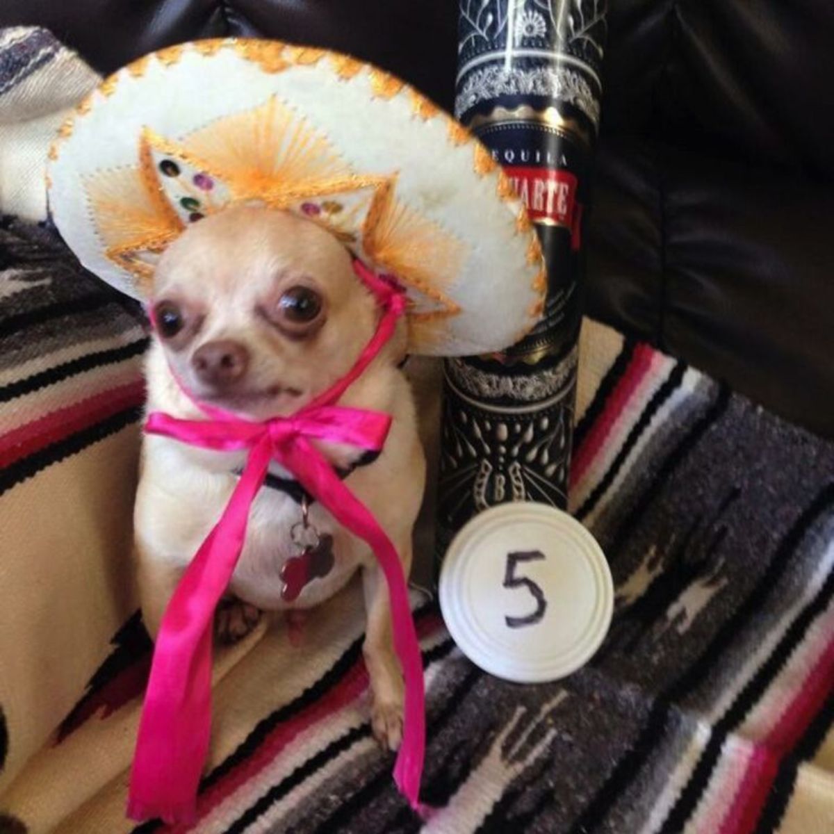 brown chihuahua wearing a white and yellow hat with a pink bow tied under the chin sitting on a colourful blanket next to a bottle of tequila
