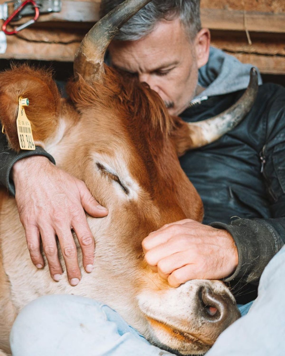 brown cow getting hugged by a man