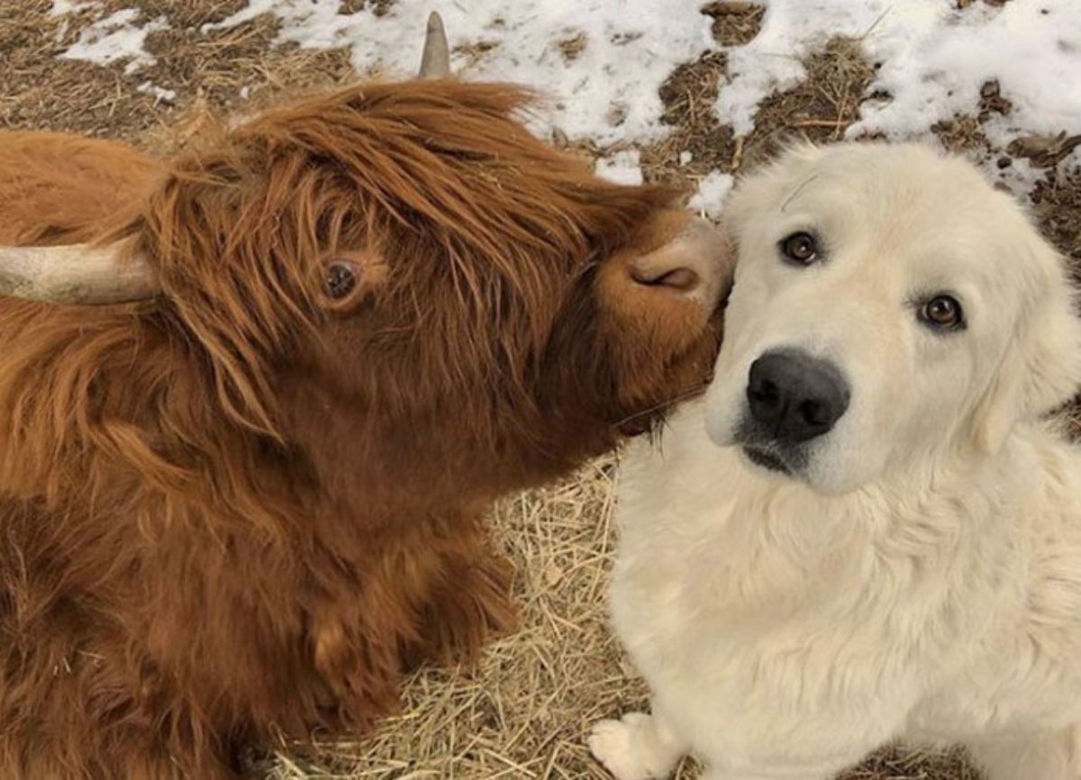 brown cow nuzzling a white dog