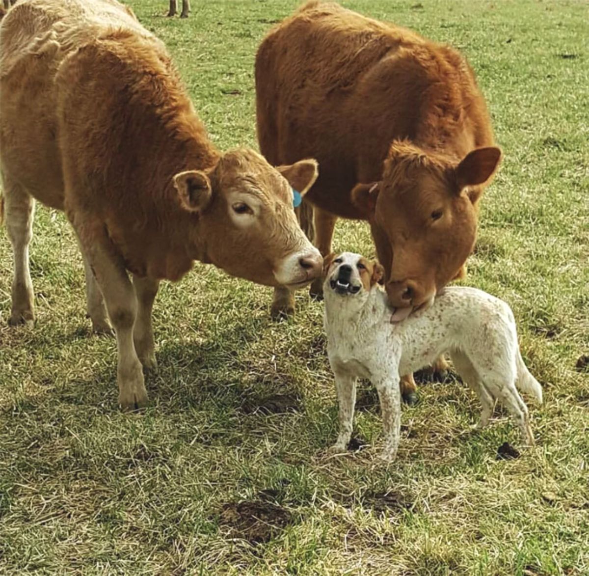 brown cow sniffing a brown and white dog while another brown cow is licking the dog