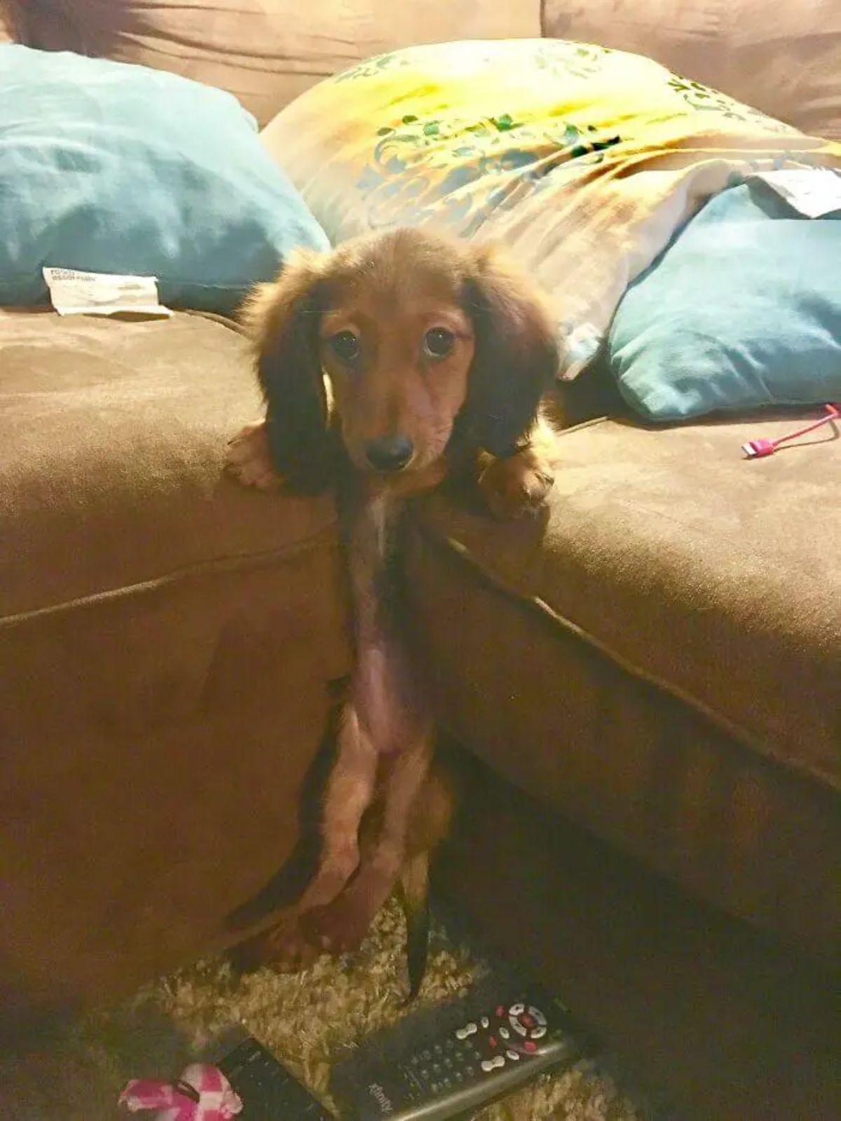 brown dachshund puppy staying upright inbetween brown couch cushions