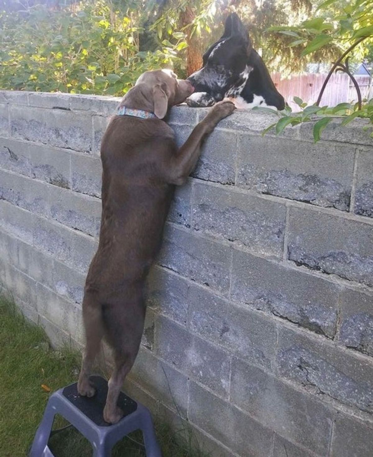 brown dog and black and white dogs standing on hind legs and touching noses over a wall