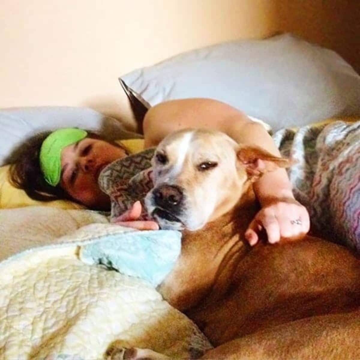 brown dog cuddled up on a bed with a woman