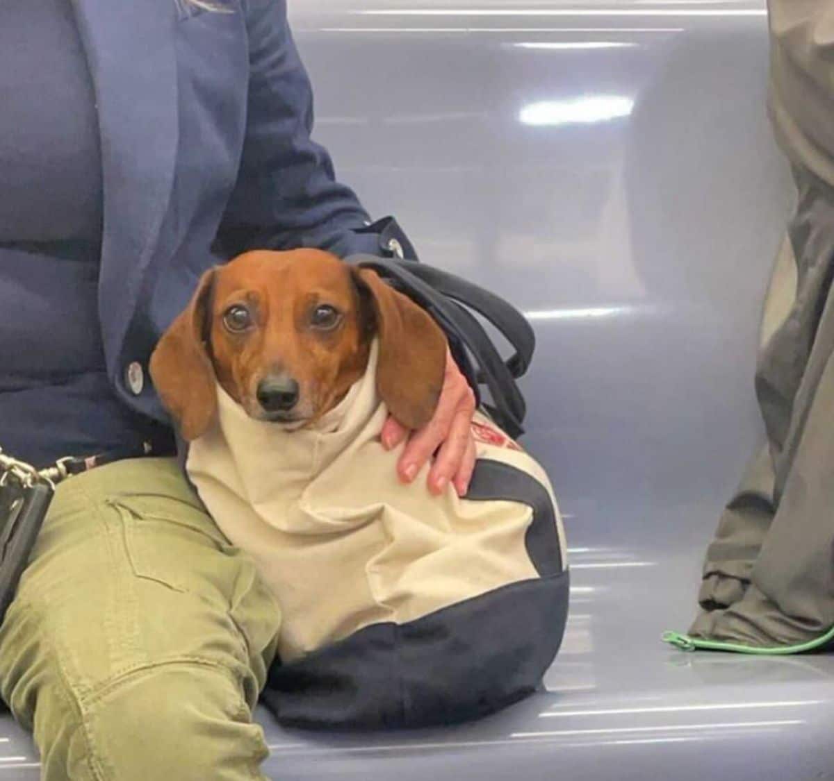 brown dog in a white and blue bag on a plastic seat with the dog's head sticking out of the bag