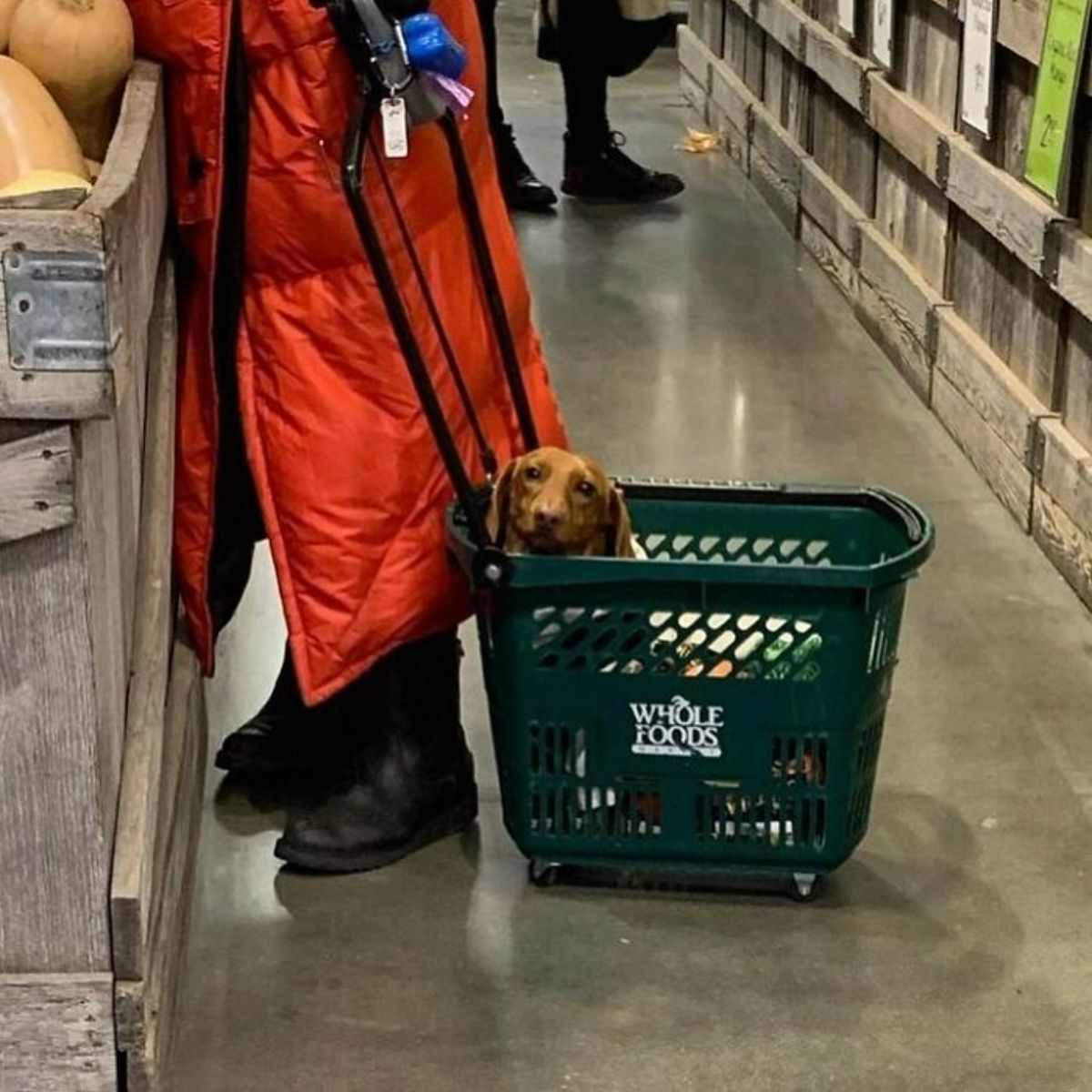 brown dog in a whole foods basket next to a person wearing an orange jacket and black boots