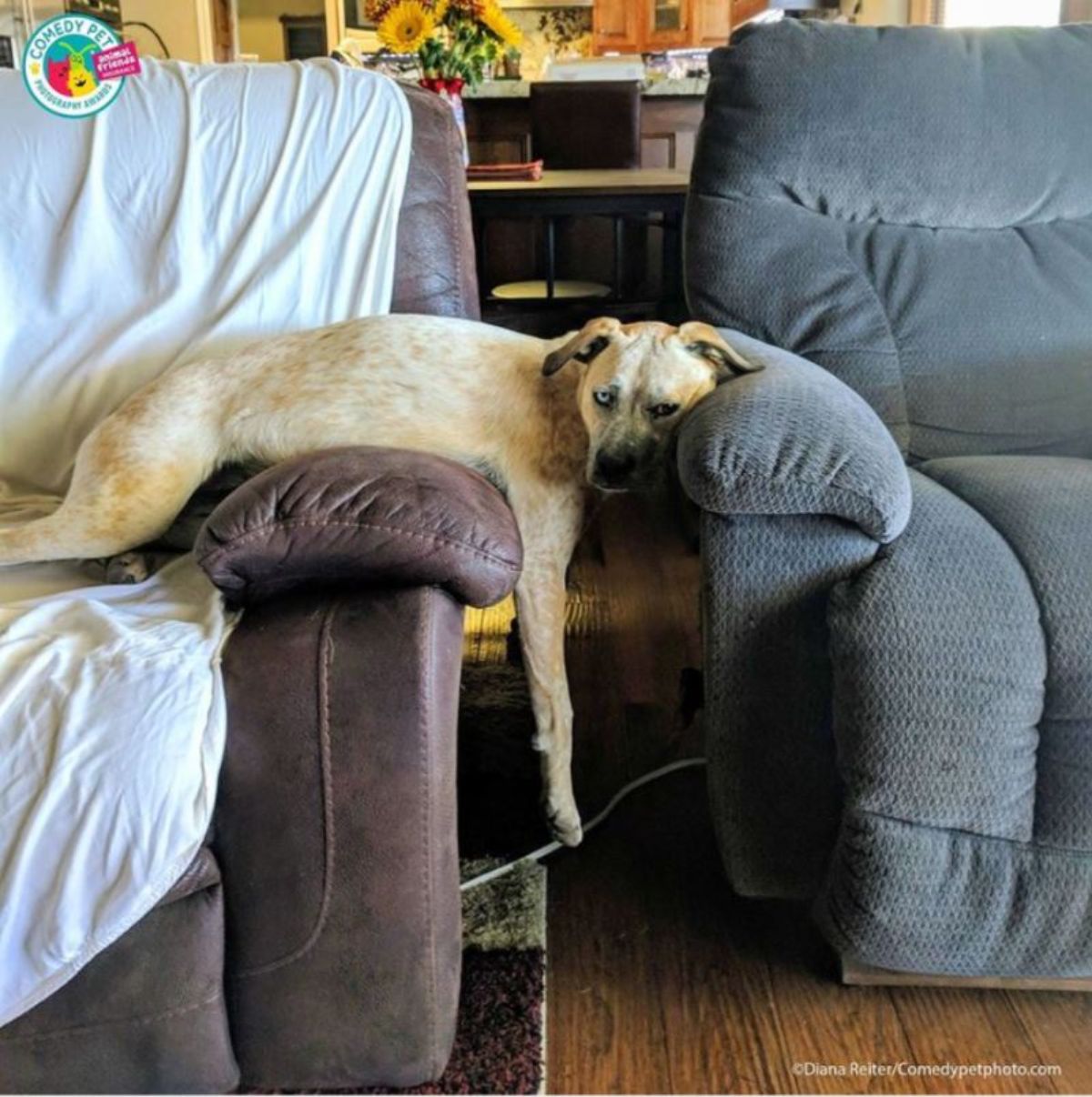 brown dog laying across the armrest of a black couch with the head resting on the armest of a blue chair and the right front leg dangling off the brown couch