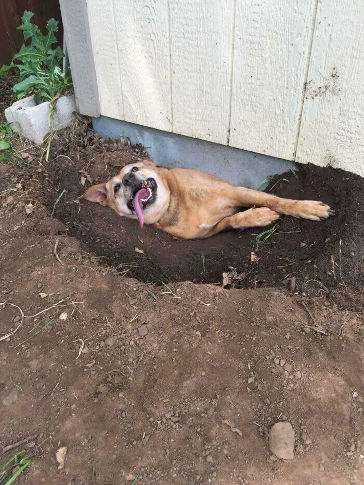 brown dog laying on the soil in a hole under a shed with its tongue out