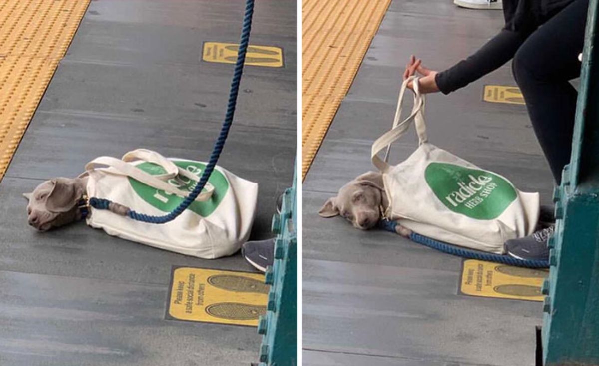 brown dog on a blue leash inside a zipped up white and green zipped cloth bag on the floor