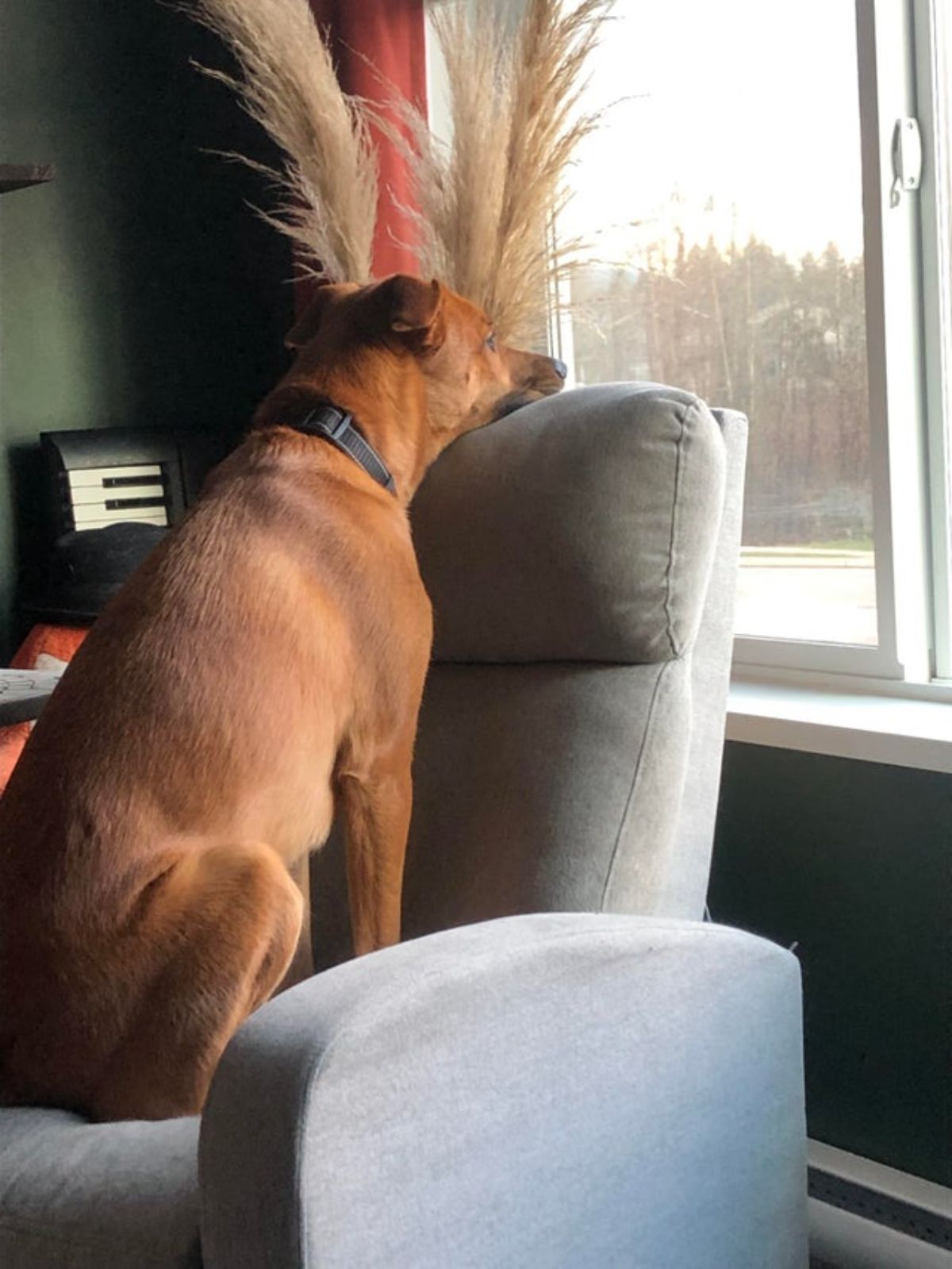 brown dog sitting on a grey chair with the chin on the top of the chair and looking out a window