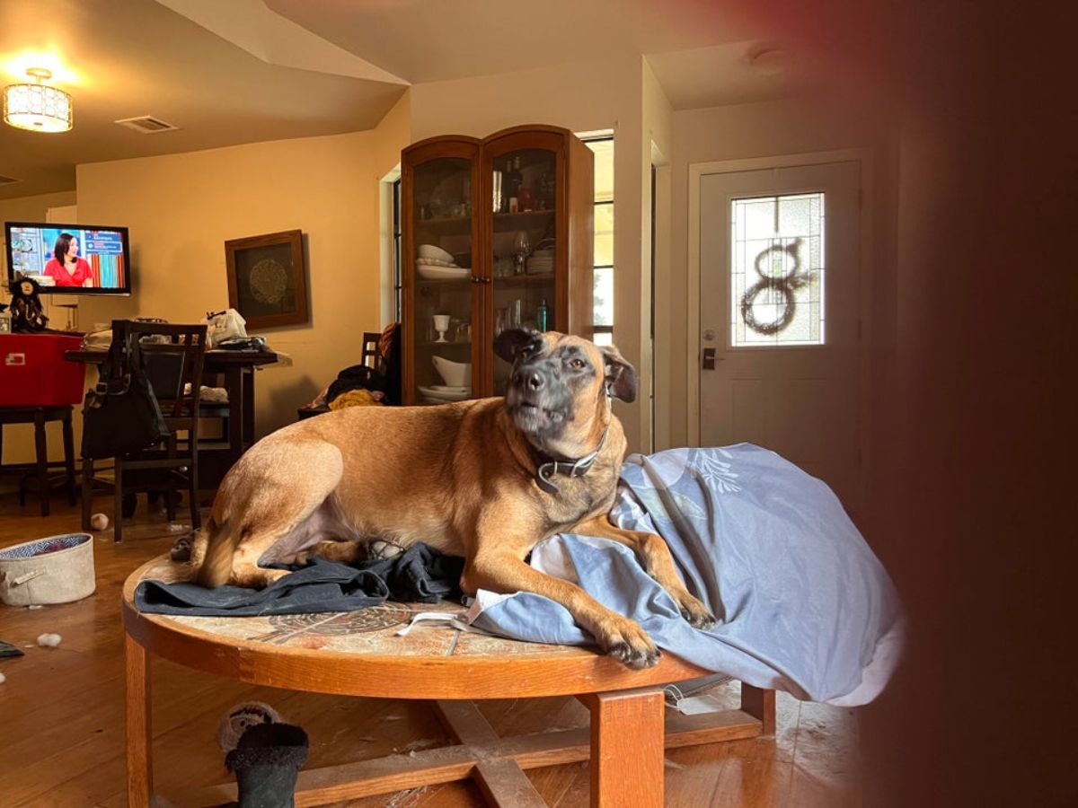 brown dog sitting on laundry on a table