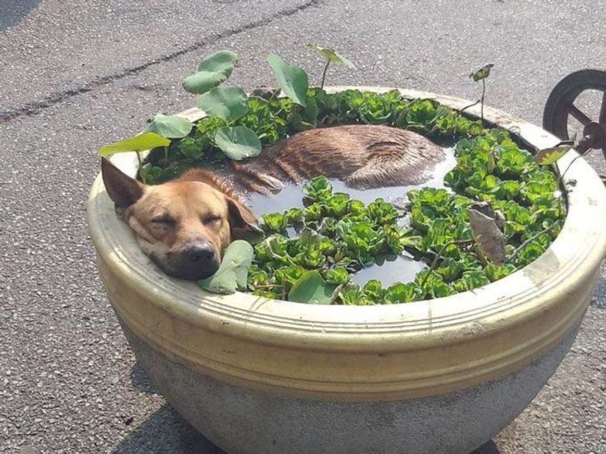 brown dog sleeping a large plant pot filled with water and small plants