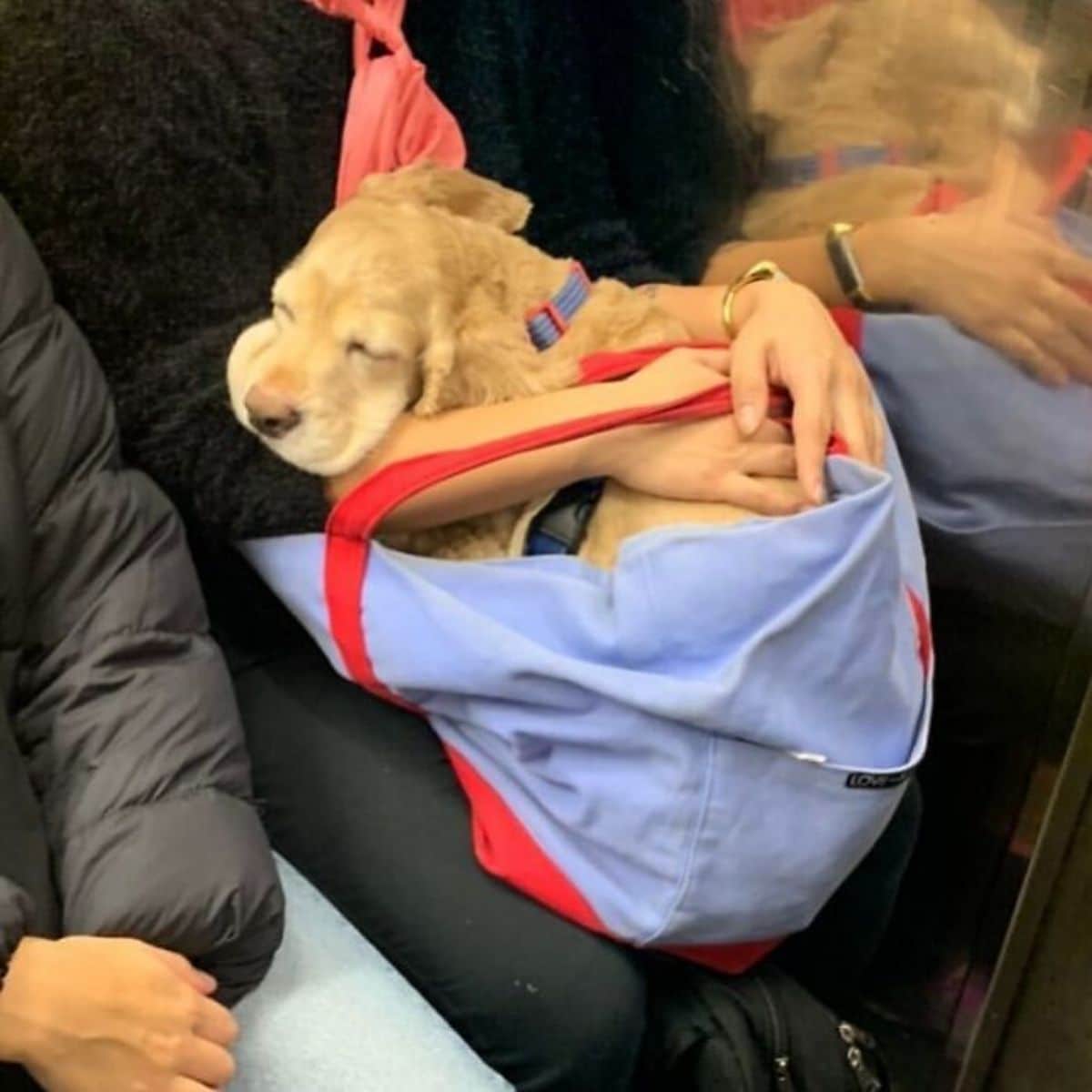 brown dog sleeping in a blue and red cloth bag on someone's lap