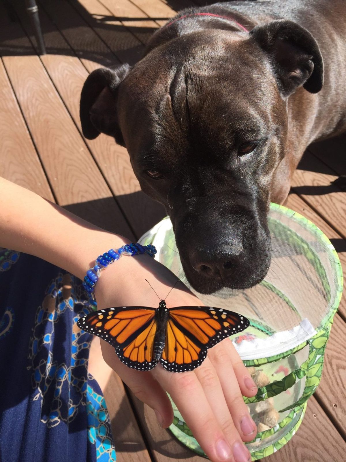 brown dog sniffing an orange and black butterfly on someone's hand