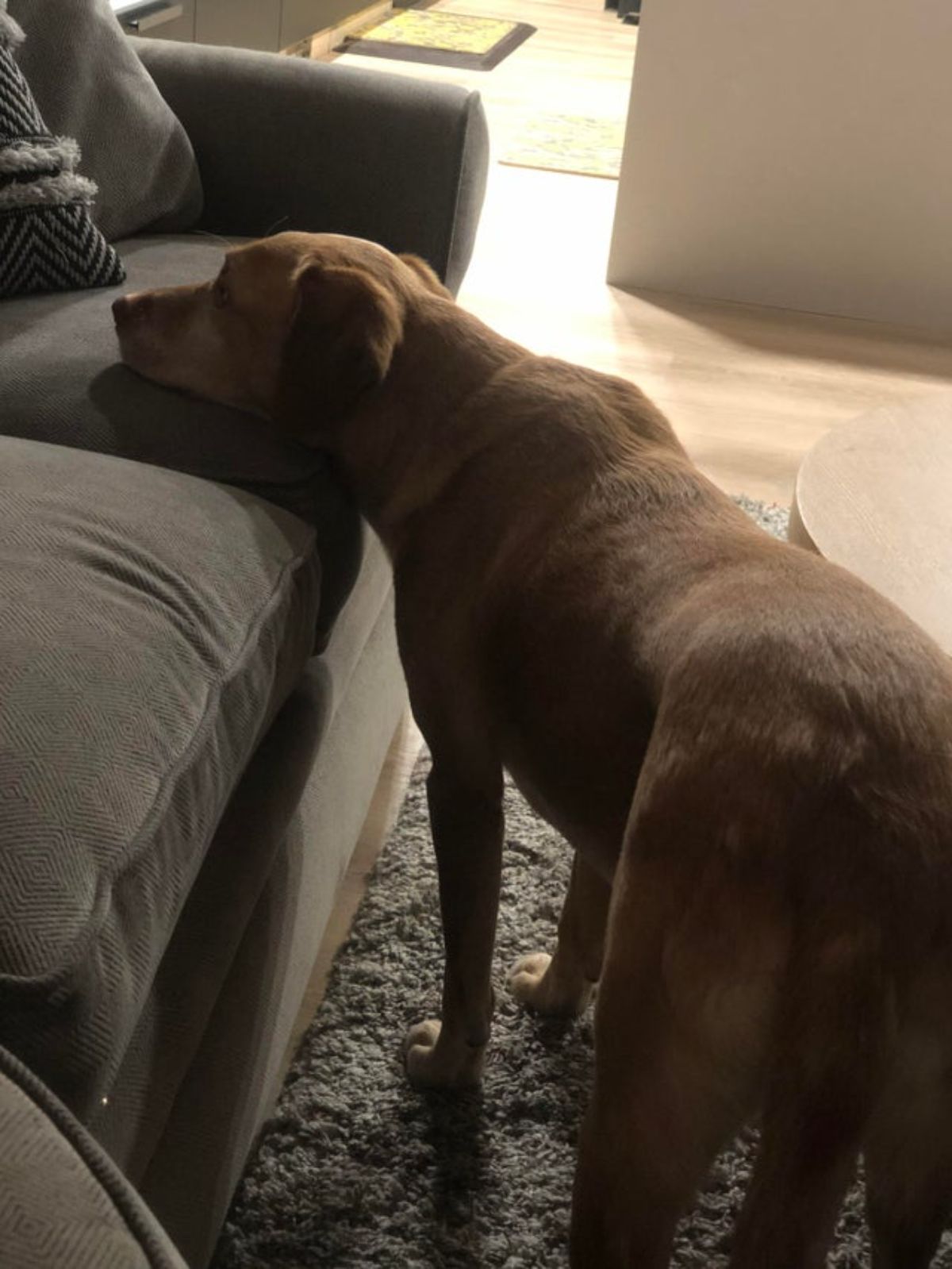 brown dog standing on the floor with the chin resting on a grey sofa