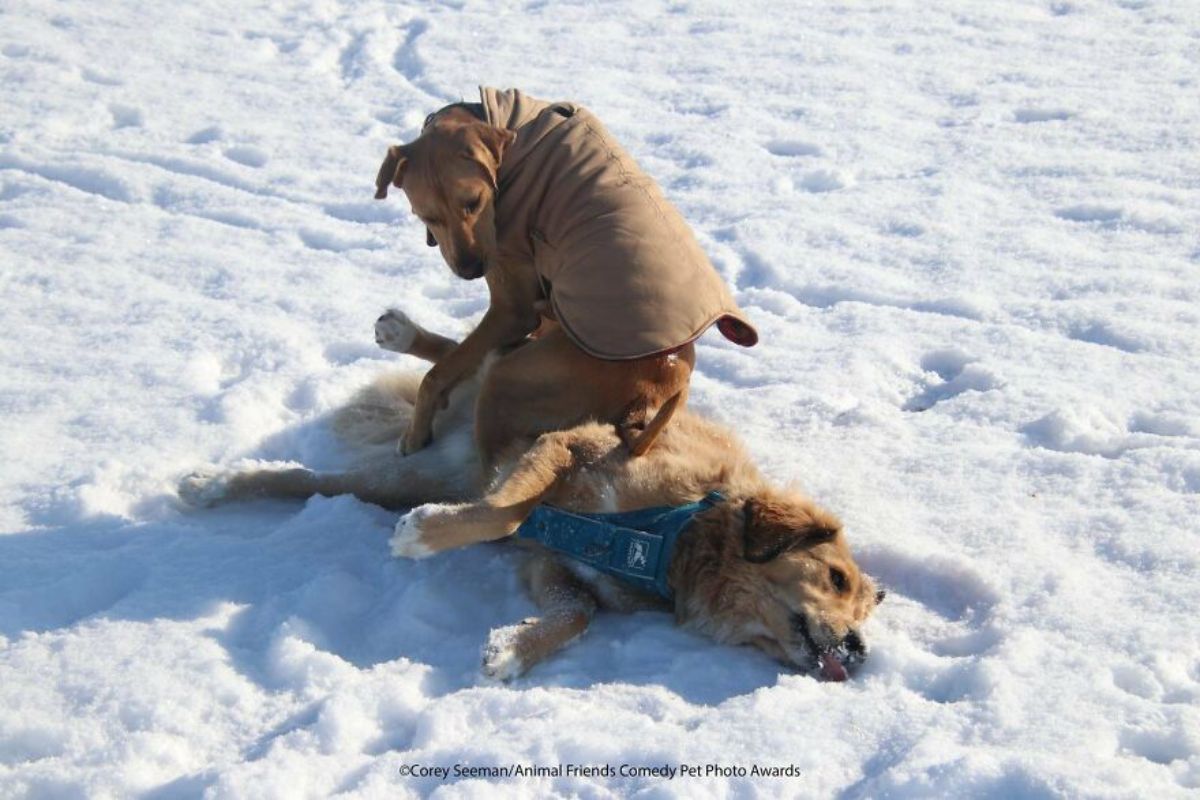 brown dog wearing a harness laying in the snow with another brown dog wearing a brown jacket sitting on the dog and looking bac at the dog laying in the snow