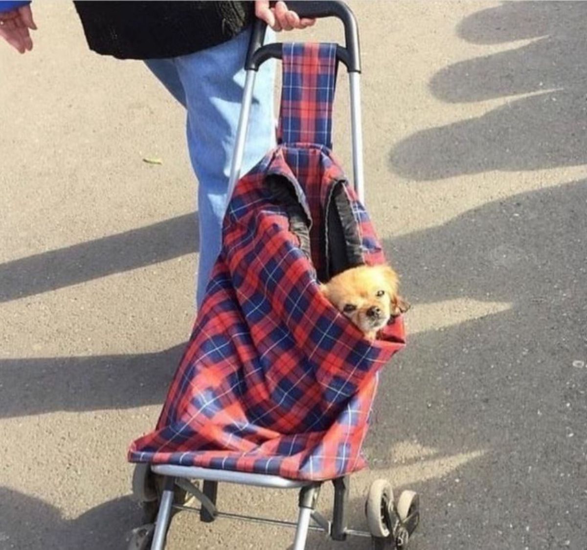 brown dog with its head sticking out a red and blue plaid stroller bag