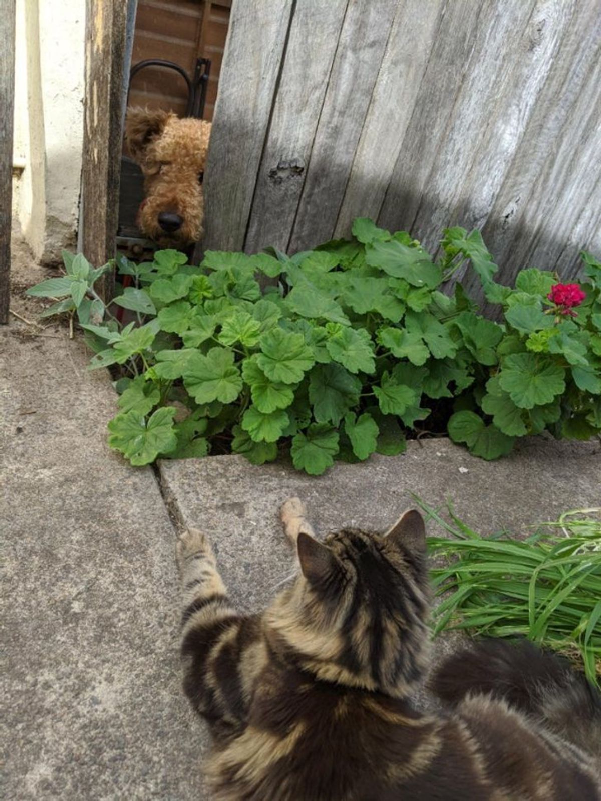brown dog's face peeking from the side of a wooden fence opposite a fluffy brown tabby cat