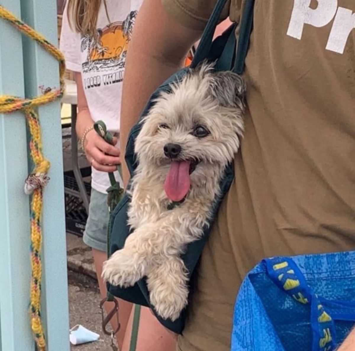 brown fluffy dog in a blue bag being worn by someone