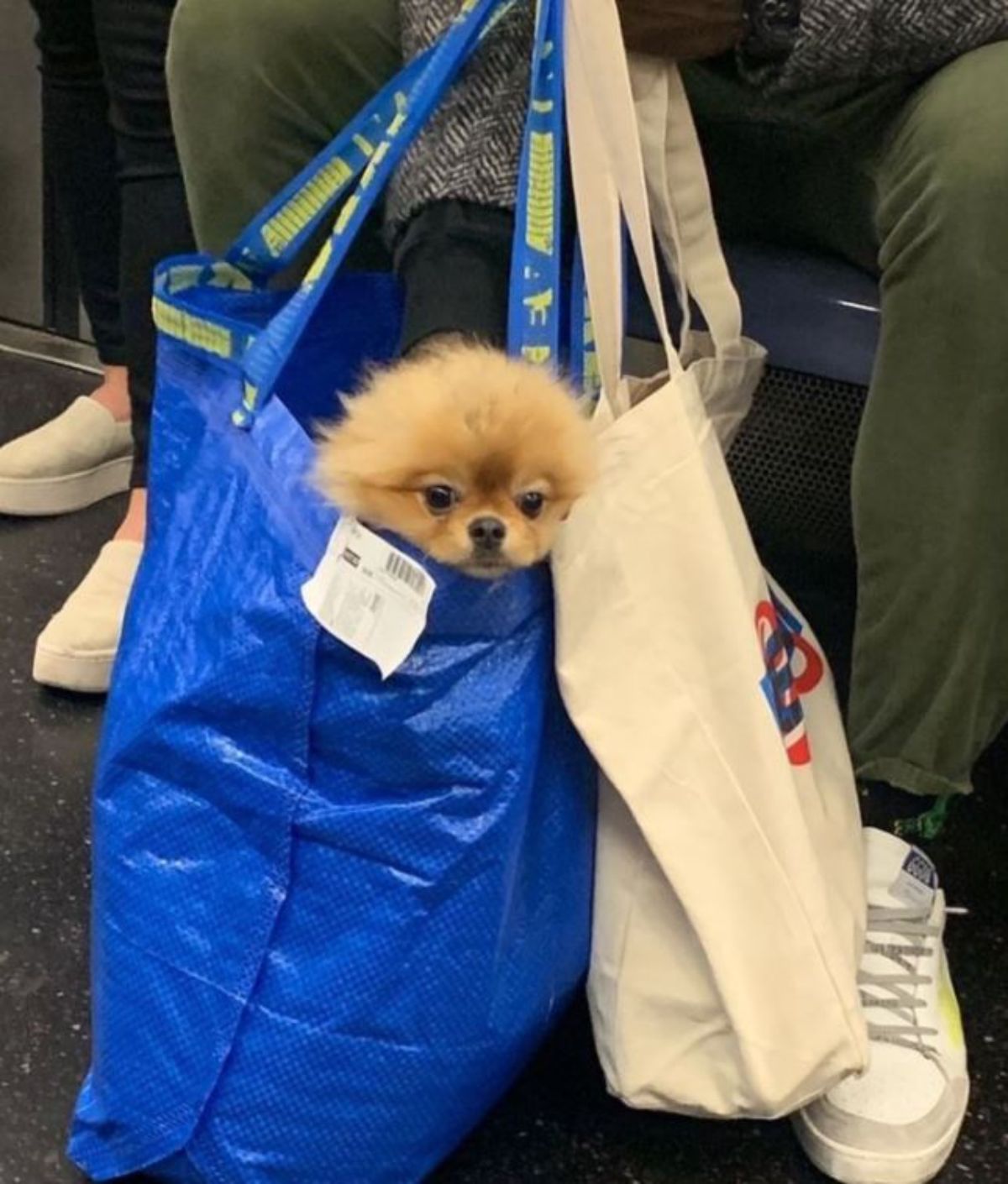brown fluffy dog in a blue ikea bag on the floor with the dog's head sticking out