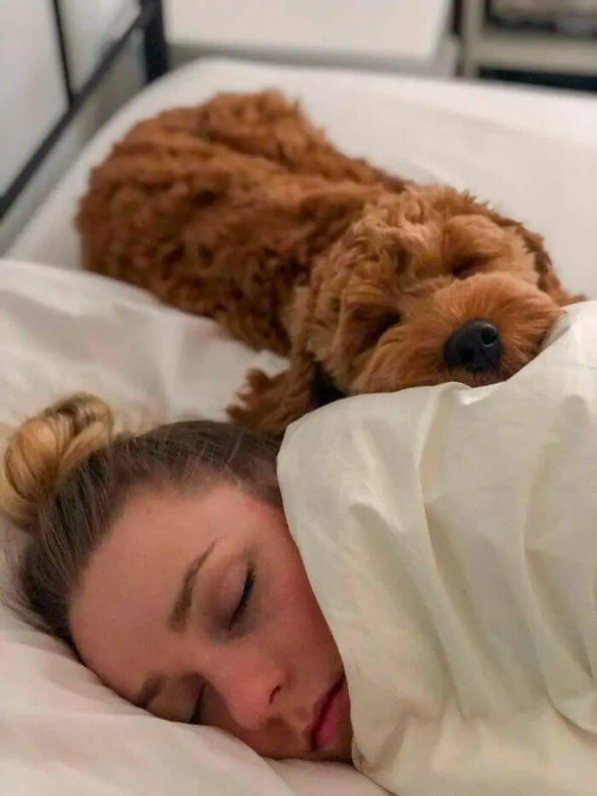 brown fluffy dog sleeping behind a woman on a white bed