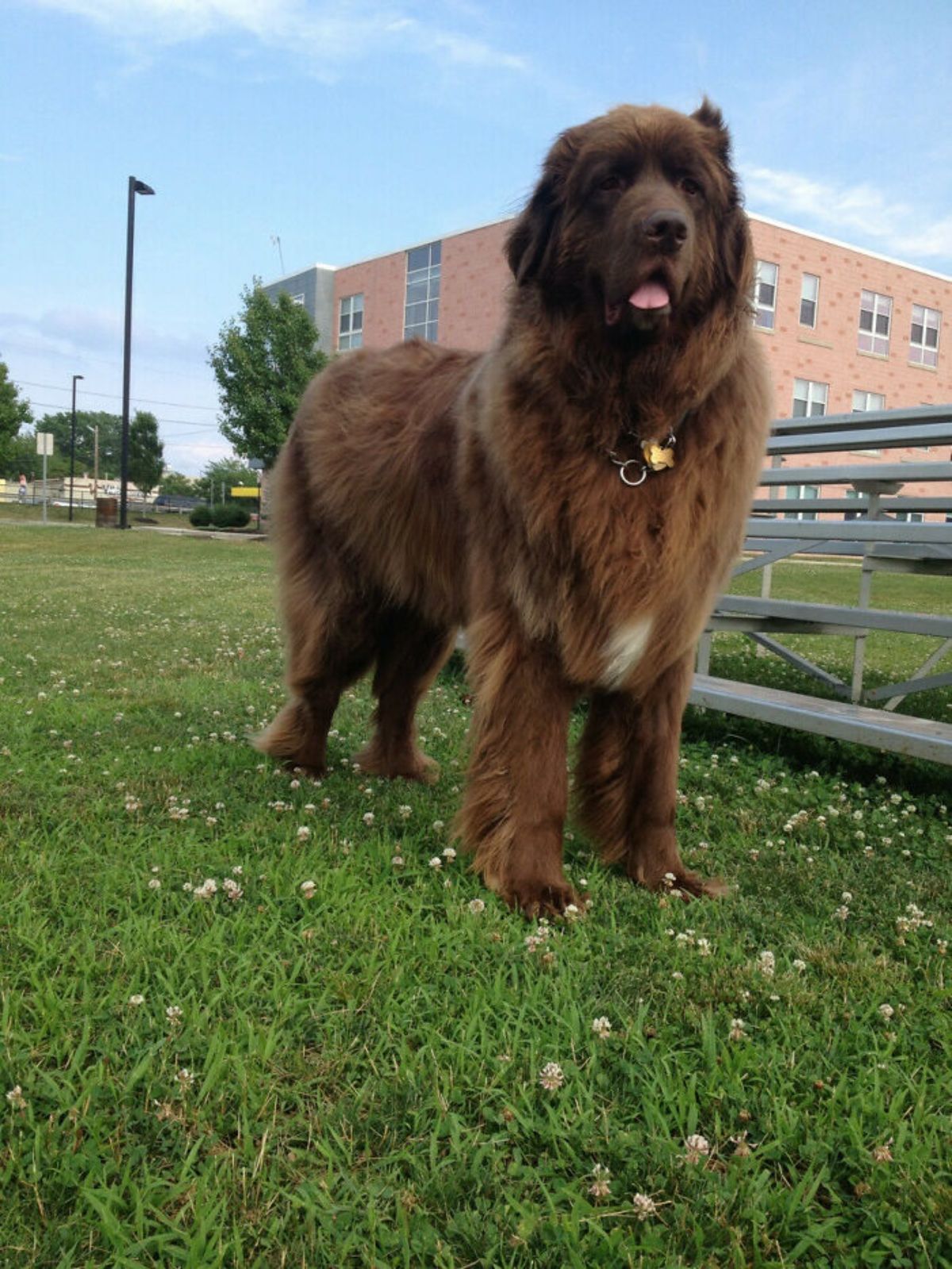 brown fluffy dog standing on grass