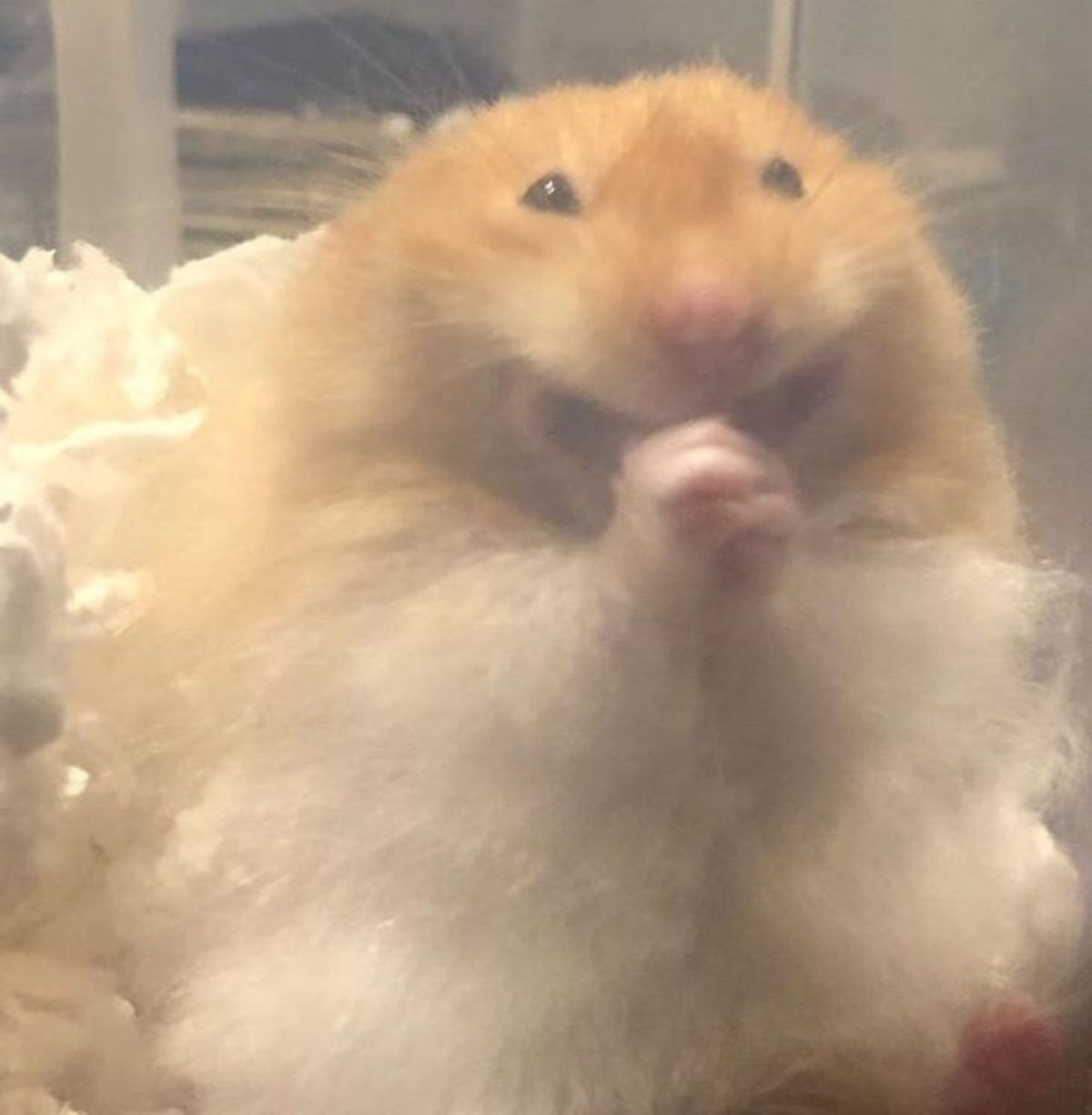 brown hamster with front legs clasped together