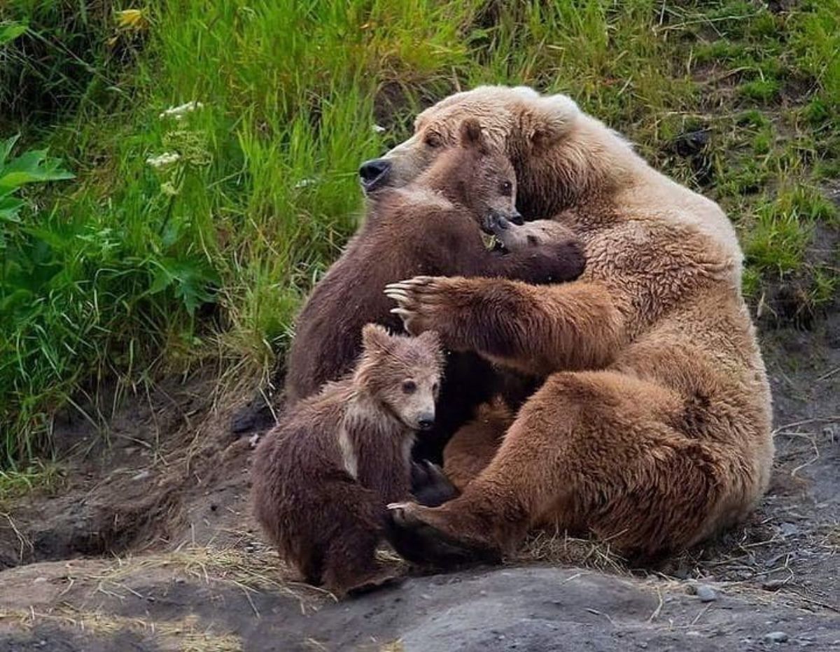brown mother bear holding 3 bear cubs and 2 of them are playing with each other