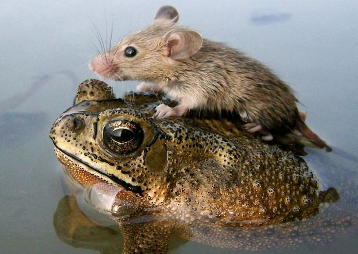 brown mouse on a frog in water