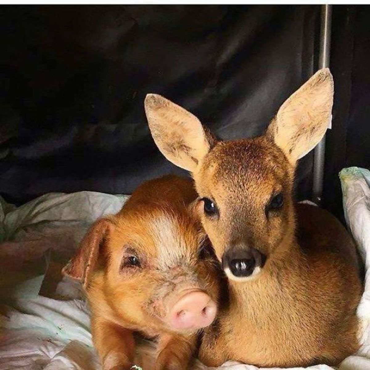 brown piglet and brown deer laying together