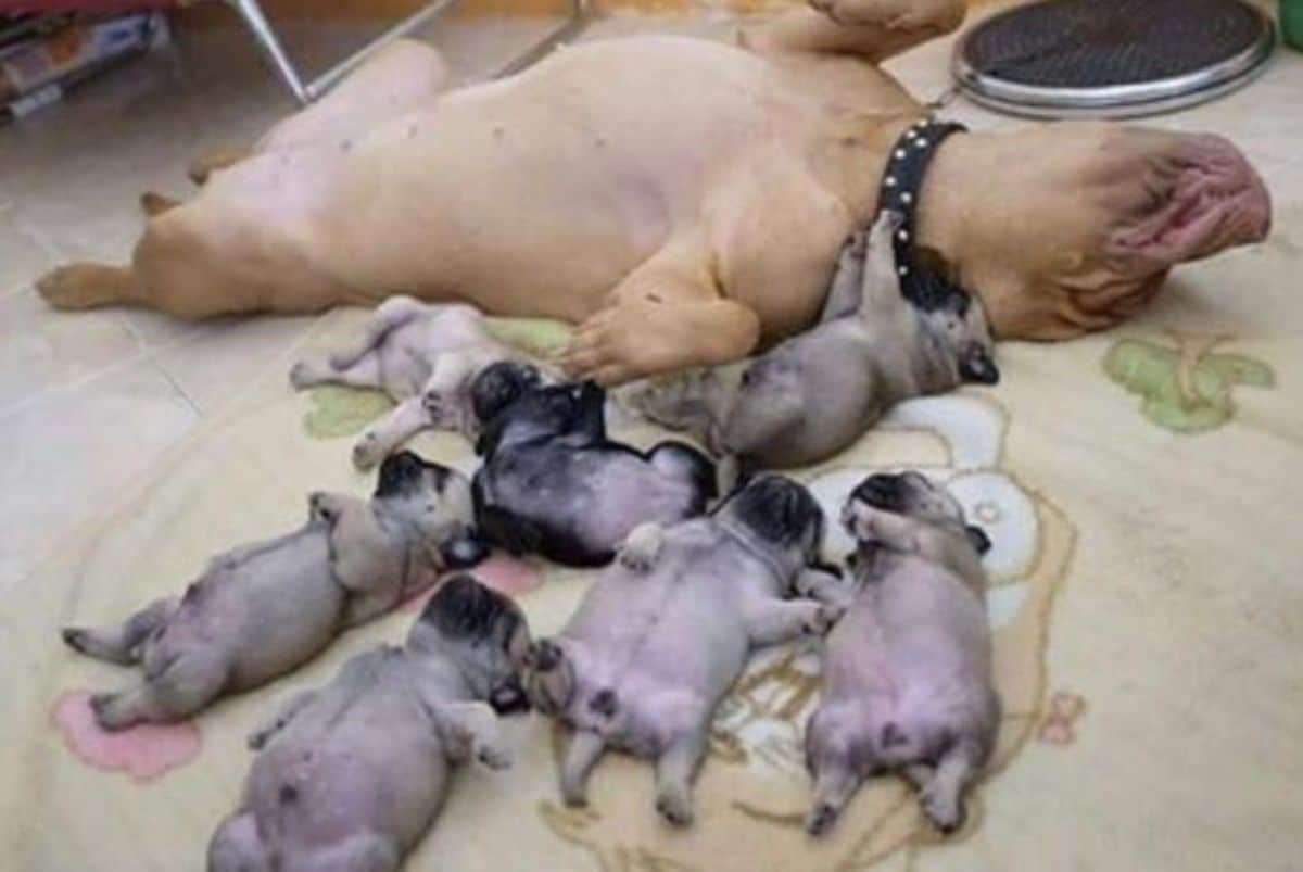 brown pitbull and 7 puppies all laying belly up on a blanket