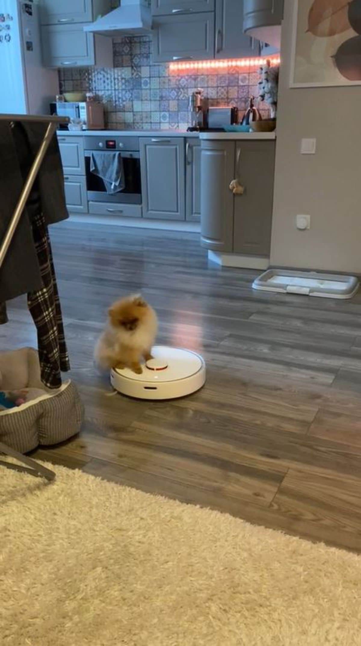 brown pomeranian sitting on a roomba