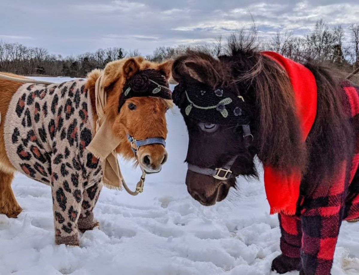 brown pony and black pony standing in the snow wearing sweaters and scarves
