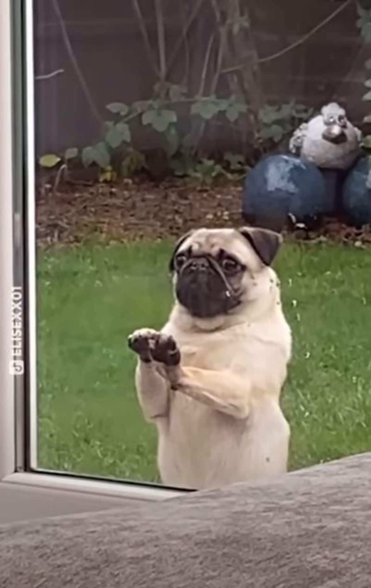 brown pug with front paws on a glass door