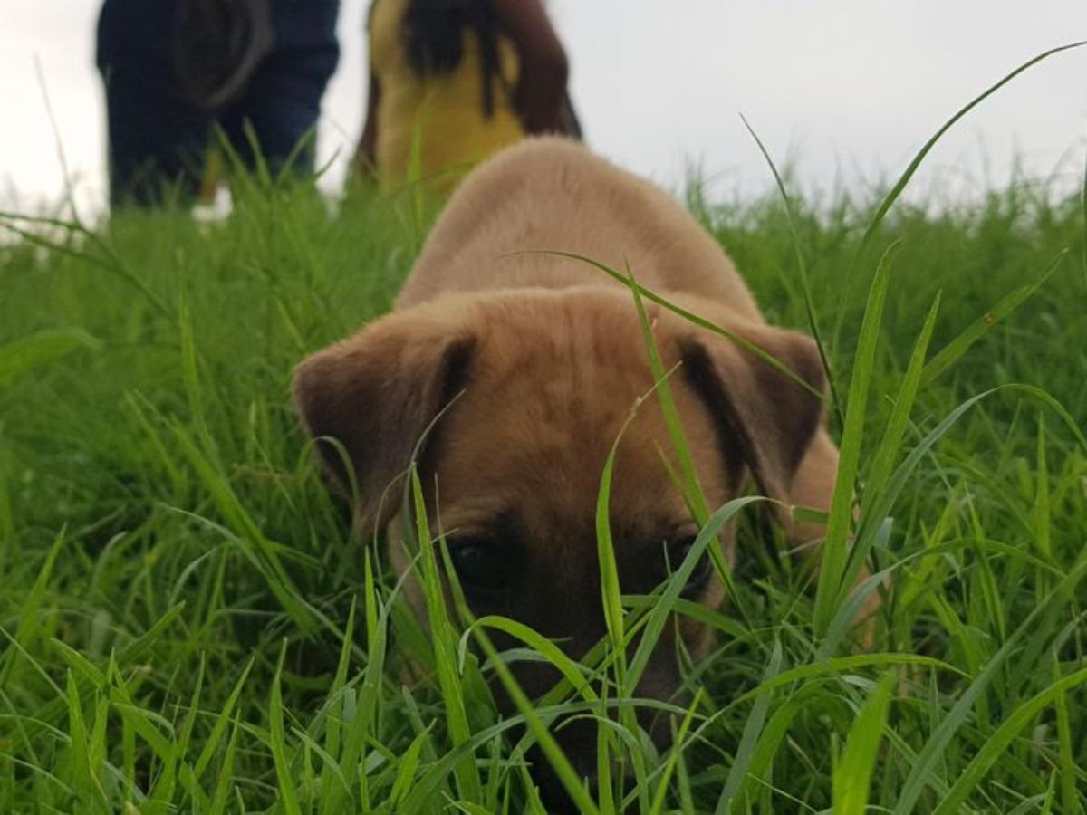 brown puppy hiding behind blades of grass