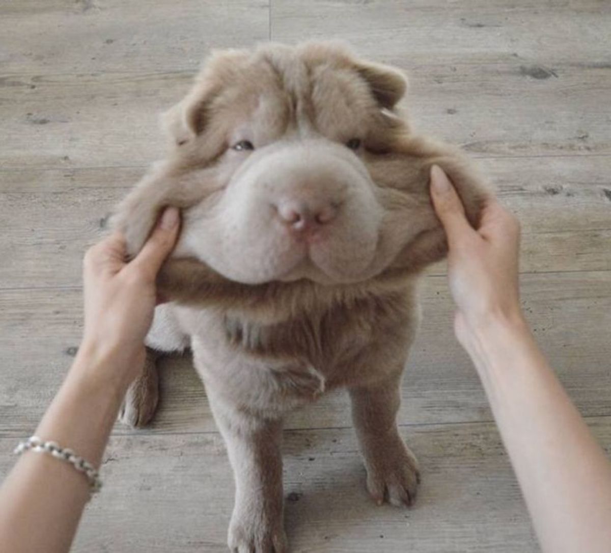brown shar pei getting its cheeks pulled