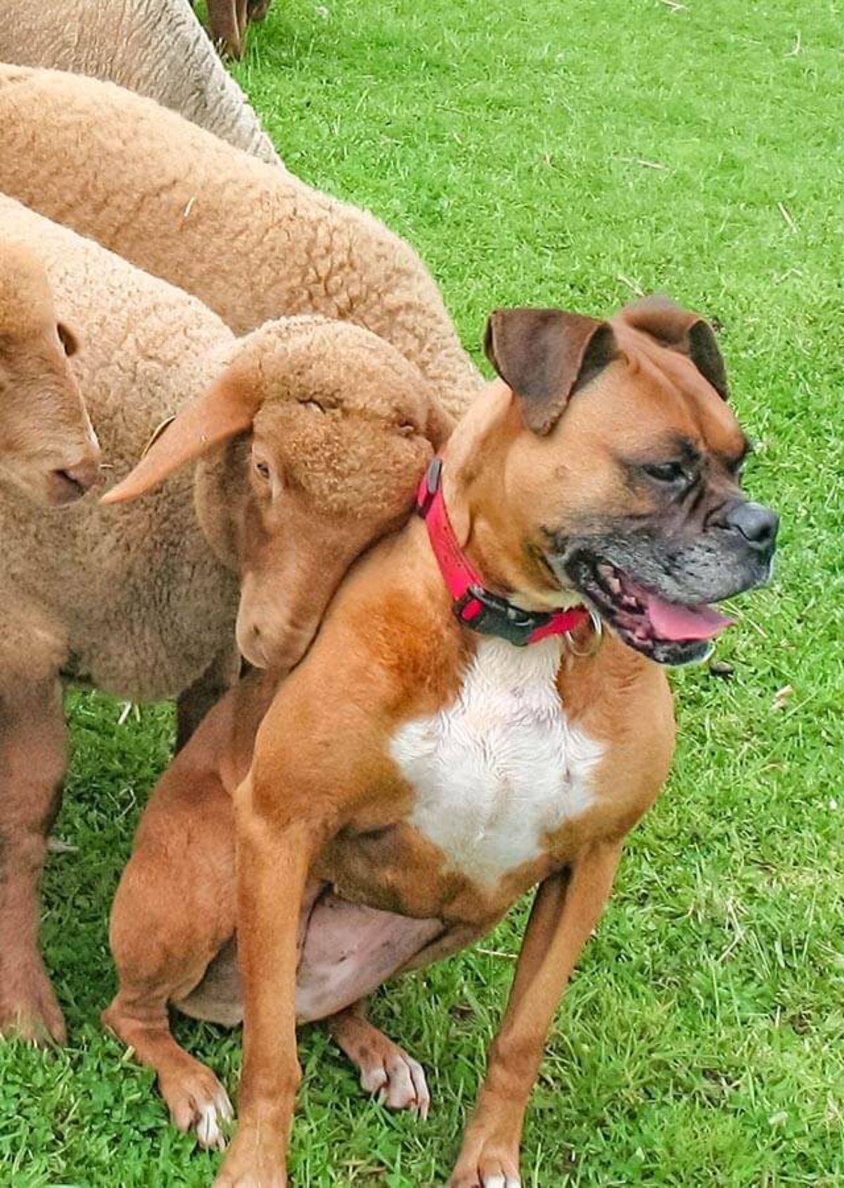 brown sheep headbutting a brown and white dog with 2 other brown sheep on either side