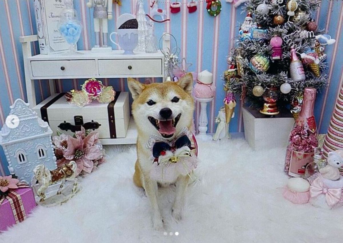 brown shiba inu in a christmas-themed decorated room