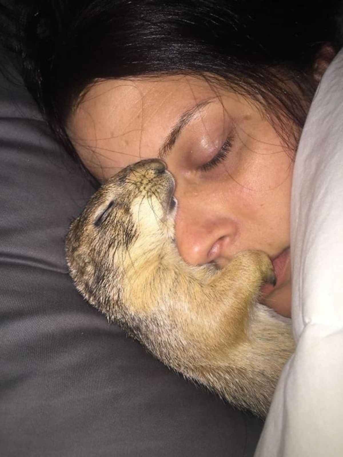 brown squirrel sleeping cuddled up with a woman