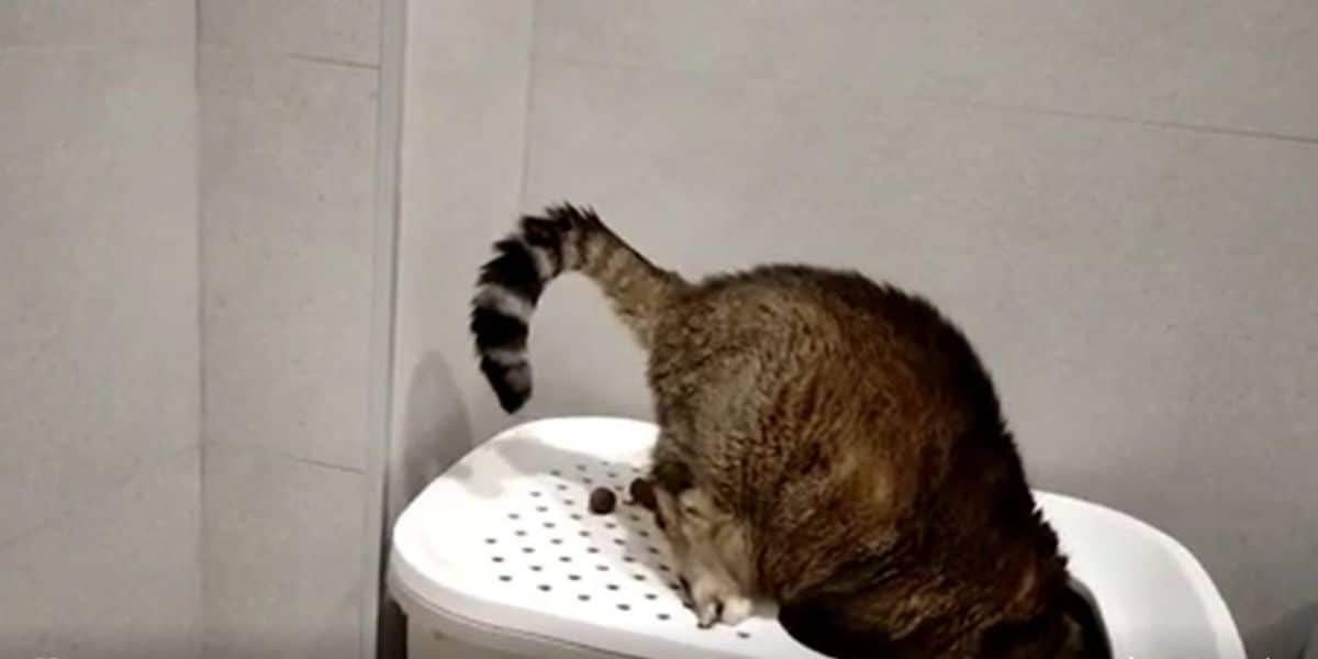brown tabby cat pooping on the cover of a litter box